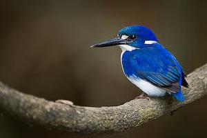 Little Kingfisher, photo by Tony Whitehead (www.wildlight.co.nz)