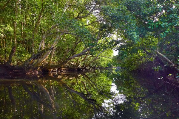 Gallery | Daintree Boatman Wildlife Cruises